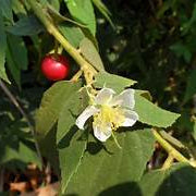 Muntingia Calabura fruit seeds for planting - Heirloom & Non-GMO Garden seeds