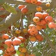 Sycomore Fig fruit seeds for planting – Heirloom &amp; Non-GMO garden seeds with exotic Egyptian heritage