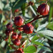 Hibiscus Roselle flower seeds for planting - Heirloom & Non-GMO Garden seeds