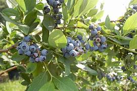 Southern Highbush Blueberries fruit seeds for planting - Heirloom & Non-GMO Garden seeds