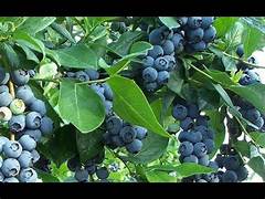 Southern Highbush Blueberries fruit seeds for planting - Heirloom & Non-GMO Garden seeds