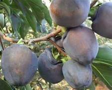 Black Persimmon fruit seeds for planting - Heirloom & Non-GMO Garden seeds
