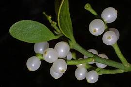 Oak Mistletoe fruit seeds for planting – Heirloom & Non-GMO garden seeds, rare parasitic plant for collectors
