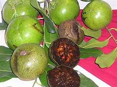 Fresh Digyna Sapote fruit seeds for planting - Heirloom & Non-GMO Garden seeds, exotic home orchard variety