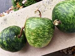 Green Apple Gourd fruit seeds for planting - Heirloom & Non-GMO garden seeds for unique decorative gourds