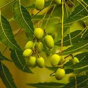 Azadirachta fruit seeds for planting - Heirloom & Non-GMO garden seeds, hardy tree for varied climates