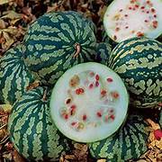 Citron Red Watermelon fruit seeds for planting – Heirloom & Non-GMO garden seeds, uniquely shaped flavorful melon variety
