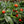 Withania Somnifera fruit seeds for planting – Heirloom & Non-GMO hardy garden seeds