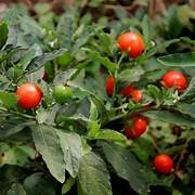 Withania Somnifera fruit seeds for planting – Heirloom & Non-GMO hardy garden seeds
