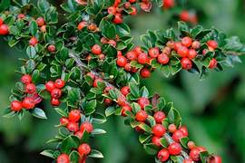 Cotoneaster fruit seeds for planting - Heirloom & Non-GMO Garden seeds