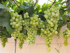Light Green Grape fruit seeds for planting - Heirloom & Non-GMO Garden seeds, refreshing grape variety for harvest