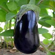 Eggplant Vegetable Seeds for Planting – Heirloom, Non-GMO, Organic Garden Seeds, High Germination, Flavorful Home Crops