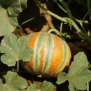 Kajari Melon fruit seeds for planting - Heirloom & Non-GMO Garden seeds, striped melons with rich sweet flavor