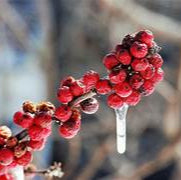 Ilex Verticillata fruit seeds for planting - Heirloom & Non-GMO Garden seeds