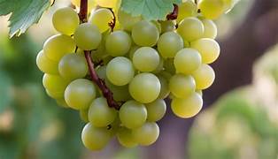 Lakemont Grape fruit seeds for planting - Heirloom & Non-GMO Garden seeds