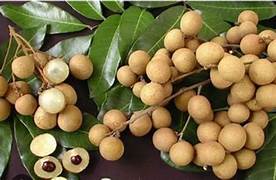 Longan Fruit Seeds for Planting – Heirloom & Non-GMO Tropical Fruit Garden Seeds