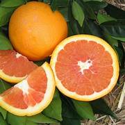 Cara Cara Orange fruit seeds for planting - Heirloom & Non-GMO garden seeds for juicy citrus harvests