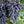 Black Grape bonsai fruit seeds for planting - Heirloom & Non-GMO Garden seeds