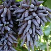 Black Grape bonsai fruit seeds for planting - Heirloom & Non-GMO Garden seeds