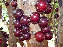 Plinia oblongata Red Jabuticaba fruit seeds for planting - Heirloom & Non-GMO Garden seeds