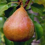 Taylor’s Gold Pear fruit seeds for planting – Heirloom & Non-GMO garden seeds, smooth and sweet rare variety