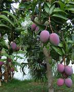 Tommy Atkins Mango fruit seeds for planting – Heirloom & Non-GMO garden seeds, tropical mango variety for backyard