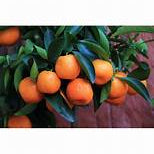 Dark Orange fruit seeds for planting - Heirloom & Non-GMO garden seeds, unique variety for home gardens