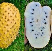 Tropical Yellow Soursop fruit seeds for planting - Heirloom & Non‑GMO Garden seeds