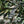 Black Myrica Cerifera fruit seeds for planting - Aromatic Heirloom & Non-GMO Garden seeds