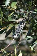 Black Myrica Cerifera fruit seeds for planting - Aromatic Heirloom & Non-GMO Garden seeds