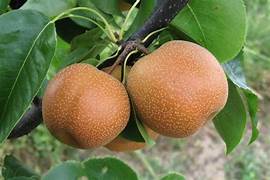 Brown Pyrus Pyrifolia fruit seeds for planting – Heirloom & Non-GMO garden seeds, Asian pear variety for home orchards