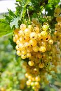 Golden Currant fruit seeds for planting - Heirloom & Non-GMO Garden seeds