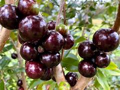 Plinia oblongata Red Jabuticaba fruit seeds for planting - Heirloom & Non-GMO Garden seeds