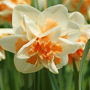 White & Orange Double Narcissus Daffodil Seeds for Planting - Heirloom, Non-GMO, High Germination Organic Garden Seeds