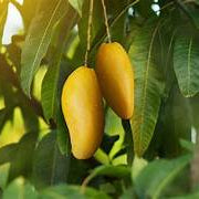 Mango fruit seeds for planting – Heirloom & Non-GMO garden seeds, tropical trees with sweet juicy fruits
