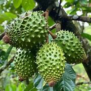 White Pulp Soursop fruit seeds for planting - Heirloom & Non-GMO Garden seeds
