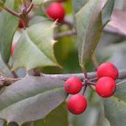 Ilex Opaca fruit seeds for planting - Heirloom & Non-GMO garden seeds, ornamental holly tree variety