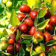 Asian Date Jujube Seeds – Ziziphus Spinosa Red Sweet Fruit for Garden Planting