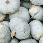 White Jarrahdale pumpkin vegetable seeds for planting – Heirloom & Non-GMO garden seeds, unique pale variety