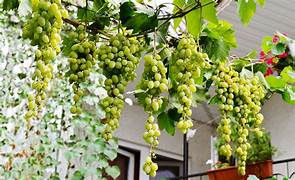 Green Brazilian Grape fruit seeds for planting - Heirloom & Non-GMO Garden seeds