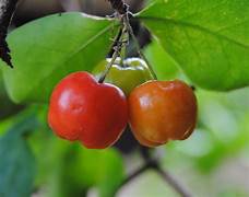 Malpighia fruit seeds for planting - Heirloom & Non-GMO Garden seeds