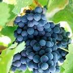 Black Grape bonsai fruit seeds for planting - Heirloom & Non-GMO Garden seeds