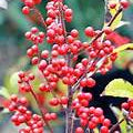 Ilex Verticillata fruit seeds for planting - Heirloom & Non-GMO Garden seeds