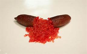 Crimson Tide Finger Lime fruit seeds for planting - Heirloom & Non-GMO Garden seeds, vibrant citrus for container gardens