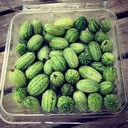 Mini Melon fruit seeds for planting – Heirloom & Non-GMO garden seeds, compact sweet juicy variety