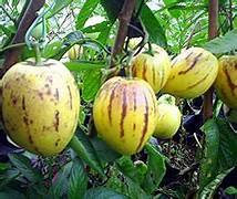 Muricatum seeds for planting - Heirloom & Non-GMO unique tropical fruit garden seeds