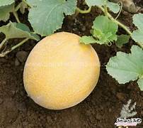 Yellow Galia Melon vegetable seeds for planting - Heirloom & Non-GMO Garden seeds