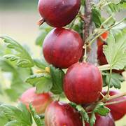 Xenia Red Gooseberry fruit seeds for planting - Heirloom & Non-GMO hardy berry garden seeds