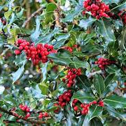 Ilex Opaca fruit seeds for planting - Heirloom & Non-GMO garden seeds, ornamental holly tree variety