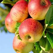 Honeycrisp Apple Tree fruit seeds for planting - Heirloom & Non-GMO Garden seeds